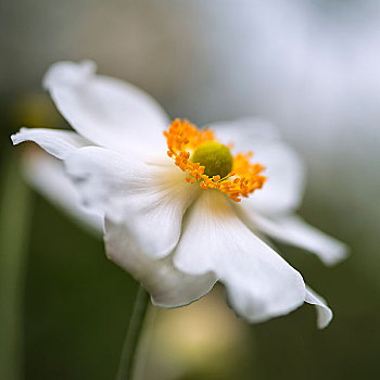 漂亮,特写,图像,白色,银莲花,花,夏天