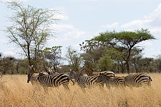 斑马,肯尼亚