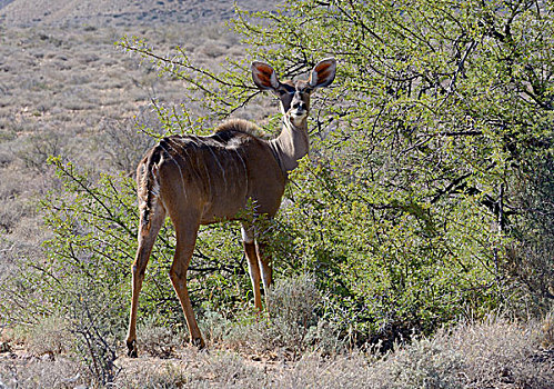 大捻角羚,西海角,南非,非洲