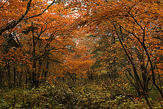 野生枫树林与红叶
