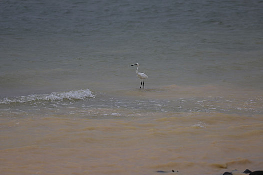 海鸟