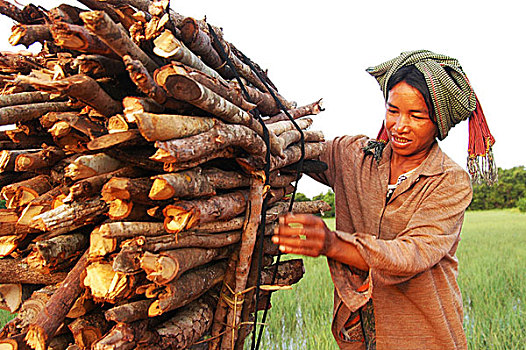 高棉人,女人,收集,木柴,收获,柬埔寨,十月,2005年