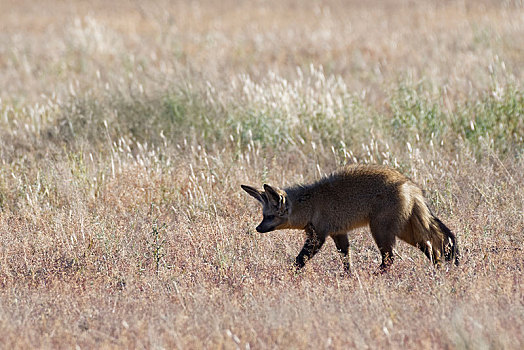 大耳狐,寻找,捕食,干草,卡拉哈迪大羚羊国家公园,北开普,南非,非洲