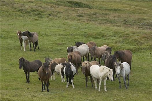 家养马,马,牧群,中心,冰岛