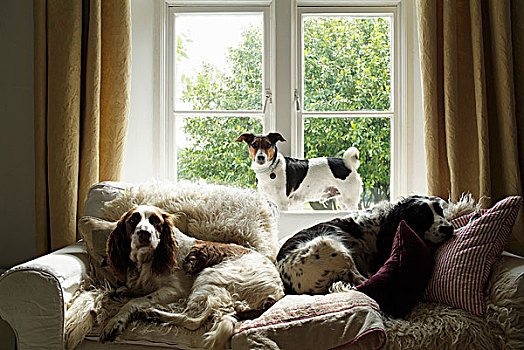 两只,狗,躺着,舒适,沙发,许多,散落,垫子,站立,窗台,背景,齐地,帘