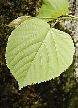 柠檬,小叶椴,叶子