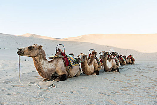骆驼,放入,沙子,排列,酒泉,甘肃