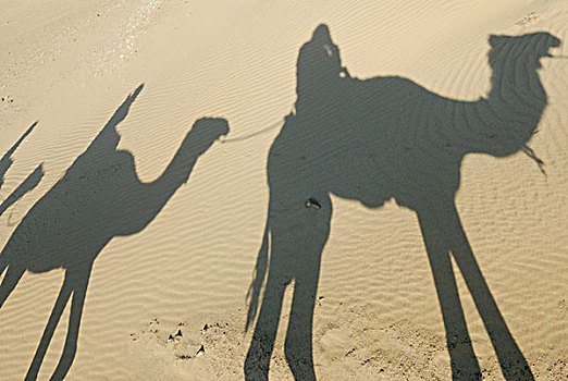 跋涉,影子,阿拉伯骆驼,单峰骆驼,达赫拉,绿洲,利比亚沙漠,西部,撒哈拉沙漠,埃及,非洲