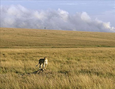 雌狮,站立,蚁丘,环境,马塞马拉野生动物保护区,肯尼亚