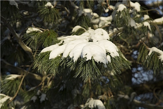 松树,积雪