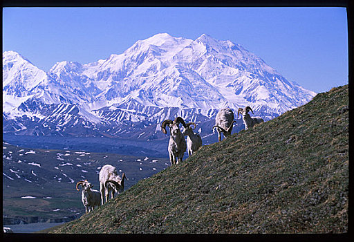 野大白羊,麦金立山,德纳里峰,公园,室内,夏天,景色