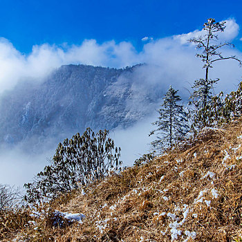 西岭雪山大雪的美丽风景