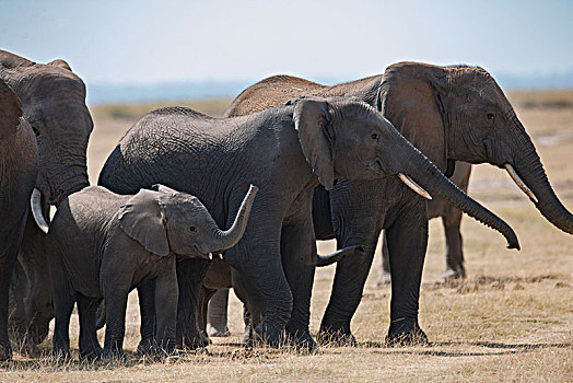 非洲大象078