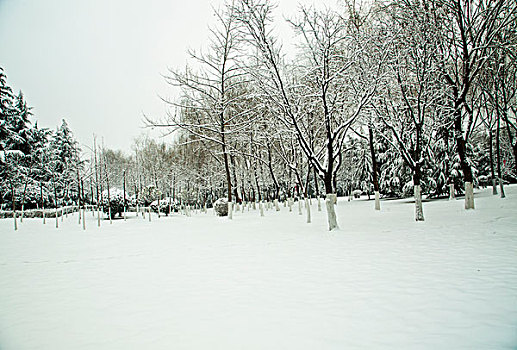 雪景