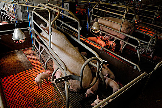 工业,饲养,进食,小猪