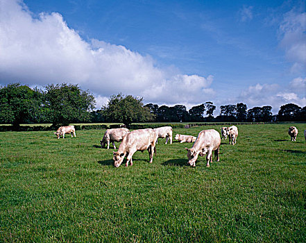 放牧,草场,爱尔兰