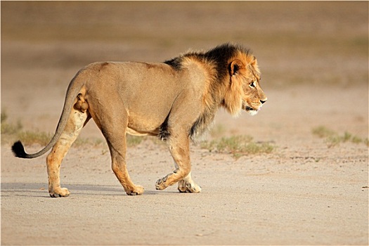 大,雄性,非洲狮