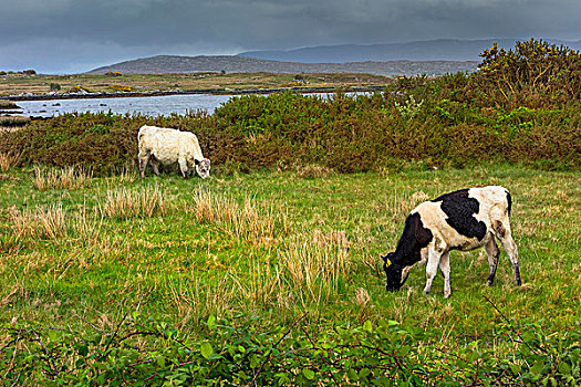 母牛,放牧,爱尔兰,风景,康纳玛拉,戈尔韦郡
