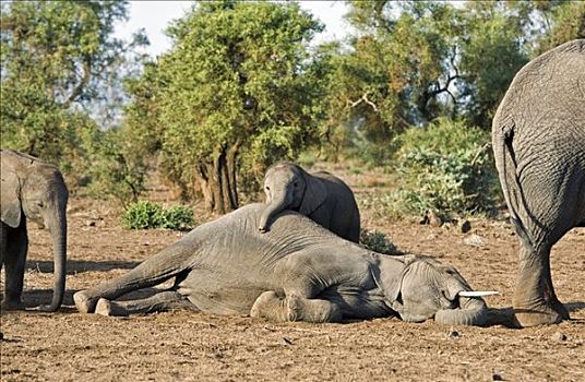 肯尼亚,安伯塞利国家公园,小象,非洲象,休息,幼小,大象,成年,家族,群,浏览