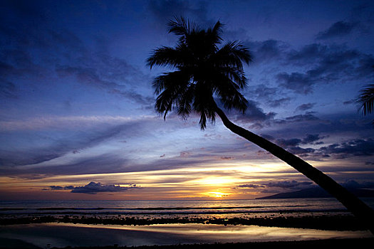 夏威夷,毛伊岛,剪影,棕榈树,日落
