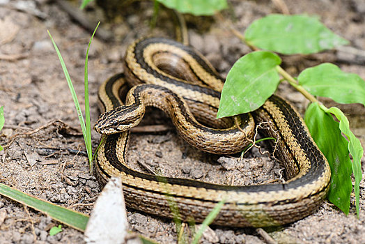 马尔加什,无毒蛇,国家公园,马达加斯加,非洲