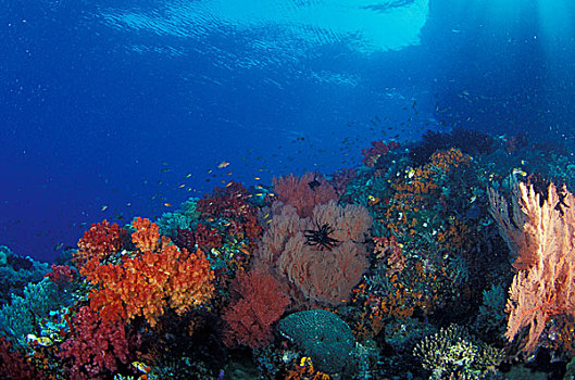 印度尼西亚,巴布亚岛,珊瑚礁