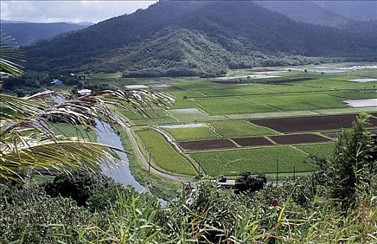 甘蔗,种植园,芋头,山谷,考艾岛,夏威夷,美国,北美