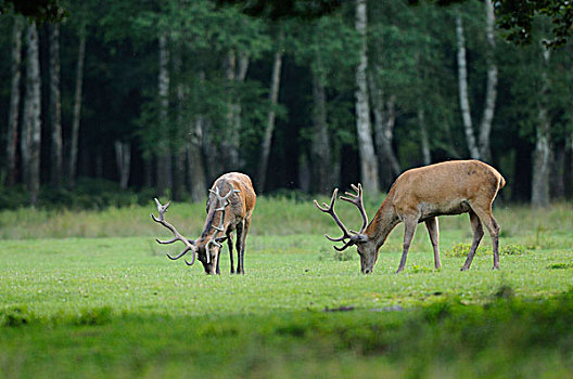 红鹿,马鹿,狩猎场改变所有哈瑙,黑森,德国
