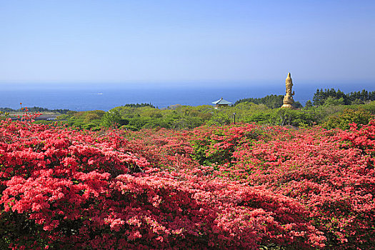 杜鹃花