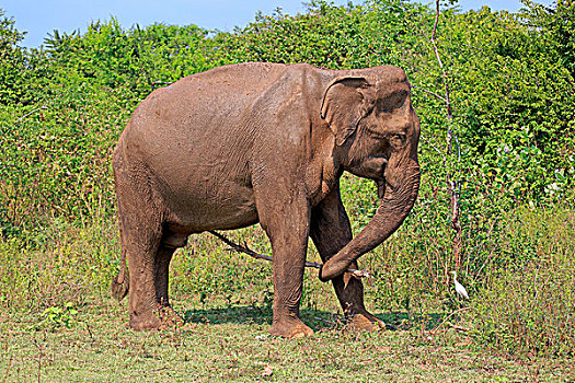 斯里兰卡人,大象,象属,成年,雄性,棍,工具,国家公园,斯里兰卡,亚洲