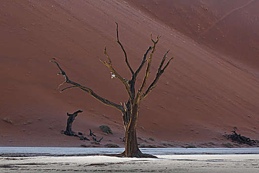 枯木,正面,沙丘,索苏维来地区,国家公园,纳米比亚