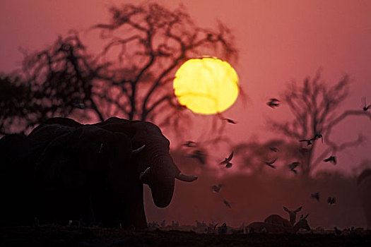 博茨瓦纳,乔贝国家公园,公象,非洲象,水边,洞,照亮,日出,干燥,季节