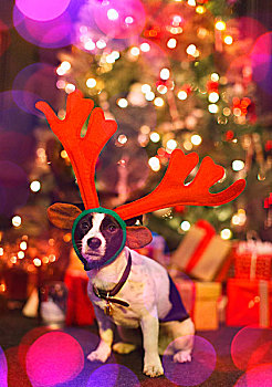 头像,可爱,狗,穿,驯鹿,鹿角,正面,圣诞树