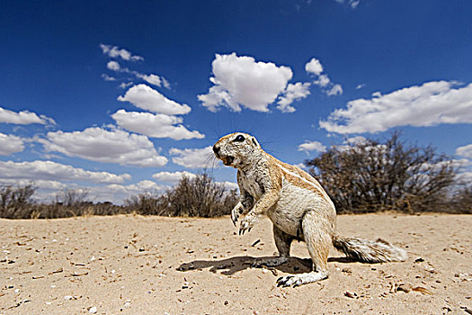岬角,地松鼠,南非地松鼠,卡拉哈迪大羚羊国家公园,博茨瓦纳
