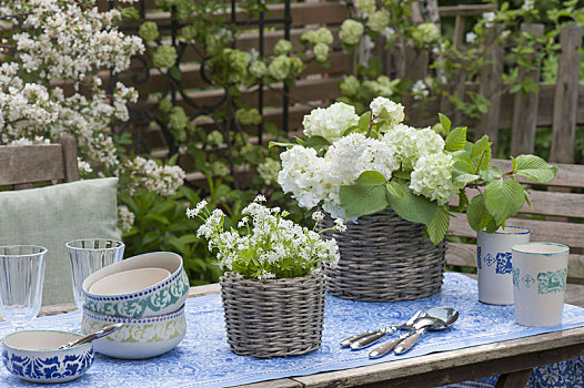 白色,桌饰,荚莲属植物,车叶草