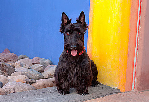 苏格兰小猎犬,坐,彩色,墙壁