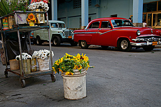 花,街道,哈瓦那,古巴