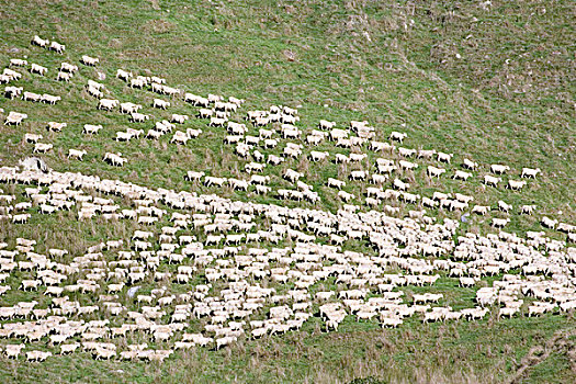 绵羊,农田,河,道路,靠近,北岛,新西兰