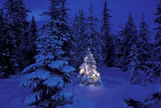 云杉,树林,圣诞灯光,冬天