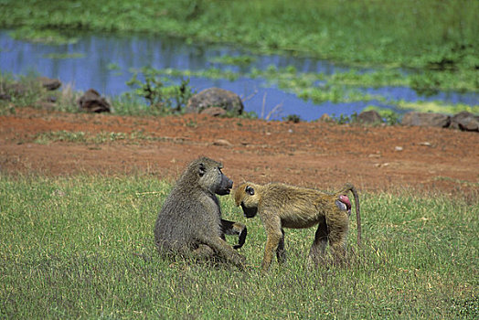 肯尼亚,安伯塞利国家公园,黄色,狒狒,黄狒狒,雄性,雌性