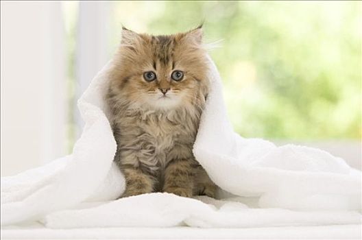 小猫,毛巾