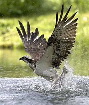 鱼鹰,抓住,鱼,水