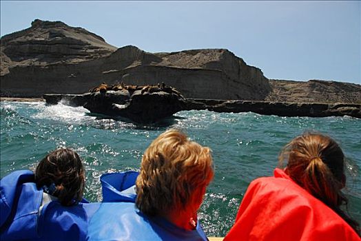 海狮,生物群,靠近,波多黎各,丘布特省,巴塔哥尼亚,阿根廷