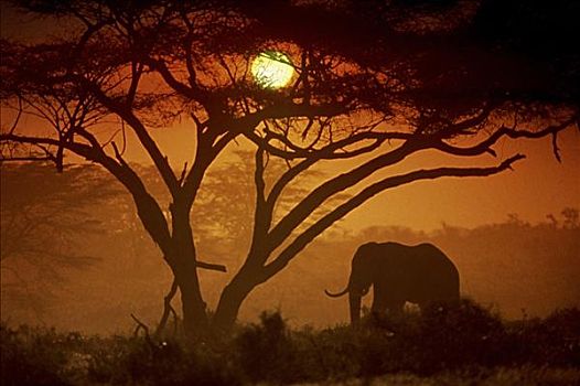 大象,安伯塞利国家公园,肯尼亚