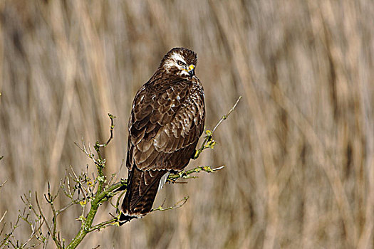 常见兀鹰,鵟,自然保护区,弗莱福兰,荷兰