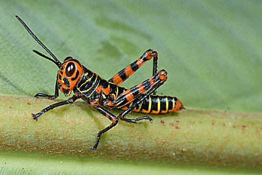 蝗虫,幼小,哥斯达黎加
