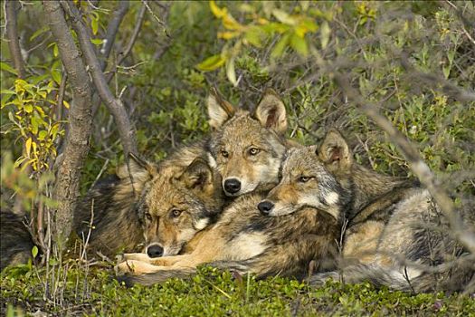 大灰狼,狼,三个,休息,一起,德纳里峰国家公园,阿拉斯加