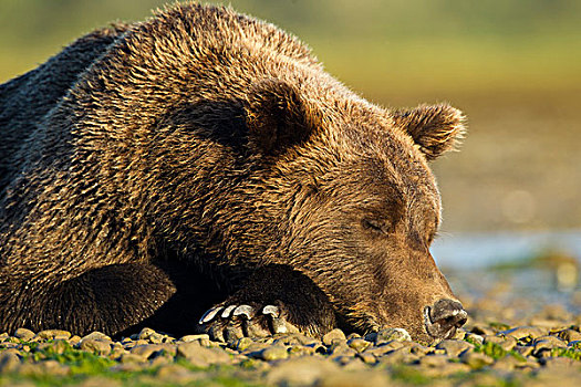美国,阿拉斯加,卡特麦国家公园,大灰熊,棕熊,睡觉,夏天,早晨,阳光,潮汐,湾