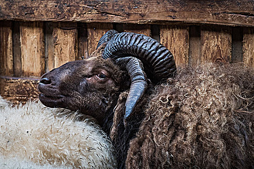 褐色,绵羊,两个,犄角,变异,特别,四个,冰岛,欧洲