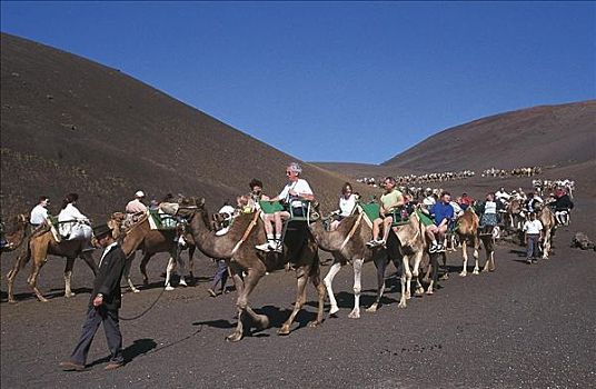 骆驼,驼队,哺乳动物,游客,兰索罗特岛,加纳利群岛,西班牙,欧洲